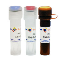 AlkB (RNA/DNA去甲基化酶, Nuclease-f