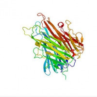 Recombinant Rat Trefoil Factor