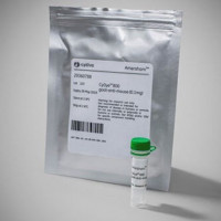 近红外二抗 CyDye 800 羊抗兔 0.5mg