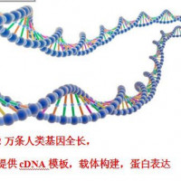 cDNA