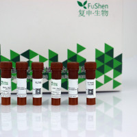 FITC Phalloidin FITC标记鬼笔环肽
