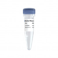 Murine RNase Inhibitor Pro（R30
