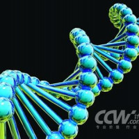Human Thymus cDNA Library