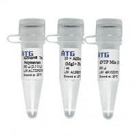 AllStart® Taq DNA Polymerase 适