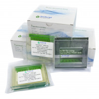 ExpressPlus™蛋白预制胶