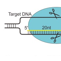 CRISPR/Cas9基因修饰工具