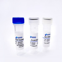 Tn5转座酶-Tn5 Transposase