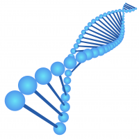 pPSU2 DNA Marker制备质粒