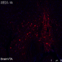 化学遗传抑制rAAV-hSyn-DIO-hM4D(Gi)-m