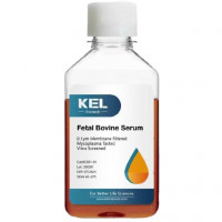 Certified Fetal Bovine Serum特级