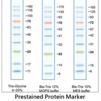 彩色蛋白质分子量标准(10-170kDa)