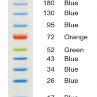 彩色蛋白质分子量标准(10-315kDa)