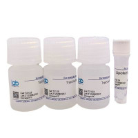 LabFect Lipofect5000 transfect