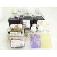 Ames MPF 98/100 - 1 Sample Kit