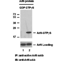 Arf6 Pull-Down Activation Assa