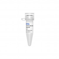 ATG® HS qPCR SYBR Green Master