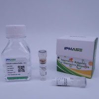 慢病毒包装试剂盒 Lentivirus Packaging