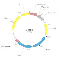 pYES2 质粒载体