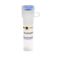 Pyrophosphatase, Inorganic (ye