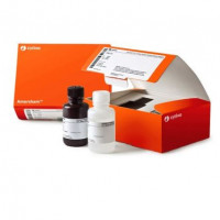 ECL Prime Western Blotting Det