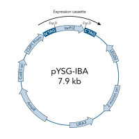 StarGate® Acceptor Vector pYSG