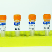兔抗人HIF-1α