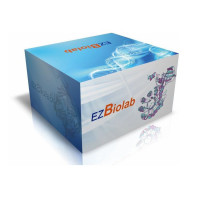 EMSA PAGE, 6%, 15孔