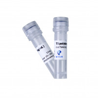 TS polybrene 聚凝胺/病毒转染/擎科生物TSIN