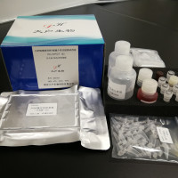 HBV特异性T细胞定量检测试剂盒（第一代）