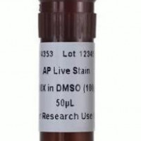 Alkaline Phosphatase Live Stai