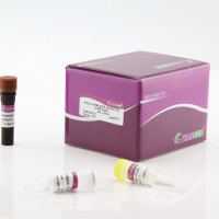 lnRcute lncRNA荧光定量检测试剂盒(SYBR G