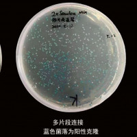 BL21(DE3) 大肠杆菌表达感受态细胞