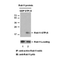 Rab11 Pull-Down Activation Ass