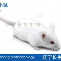 KM（昆明）小鼠