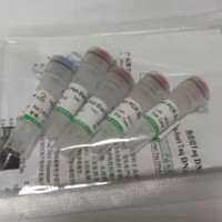 pWB980质粒菌种大肠质粒菌质粒