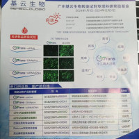 过表达质粒转染套餐