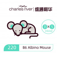 维通利华 B6 Albino 白化B6 小鼠 SPF级