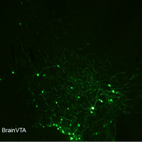 化学遗传抑制rAAV-nEF1a-fDIO-hM4D(Gi)