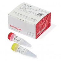 invitrogen ：L3000008-0.75mL 脂质