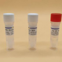 TOPO-TA Lightning Cloning Kit