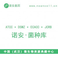 细丽外担菌Exobasidium gracile