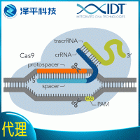 CRISPR/Cas9基因编辑系统