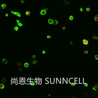 Annexin V-PI染色凋亡试剂盒/PI凋亡试剂盒