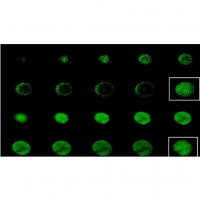 Visikol® HISTO-M™ Tissue Clear