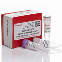 SuperScript™ II Reverse Transc