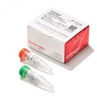Invitrogen Lipofectamine LTX转染