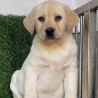 拉布拉多犬