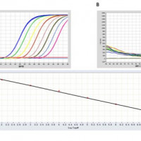 5×Fast SYBR Green qPCR Mix
