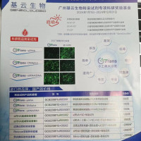 Rescue实验转染套餐
