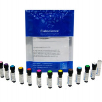 Elab Fluor®Violet 610 Anti-Rat